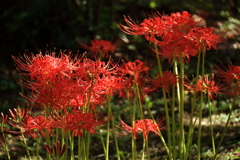 赤花彼岸花２