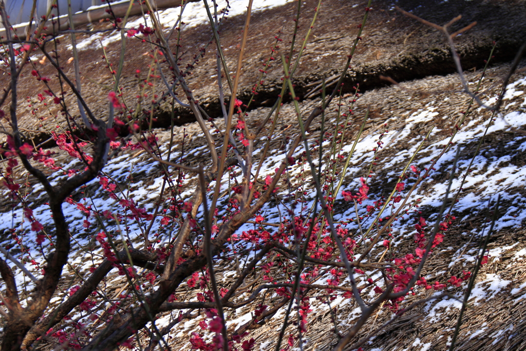 淡雪と紅梅１