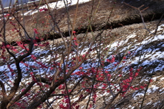 淡雪と紅梅１