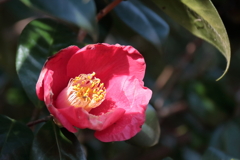 花散歩やぶつばき２