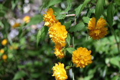 花散歩八重咲き山吹１