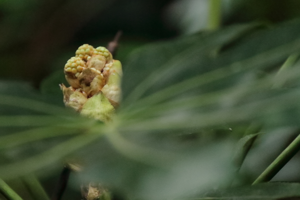 里山の植物ヤツデ２