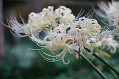 花散歩彼岸花3