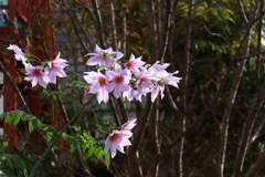 散歩道に咲く皇帝ダリア３