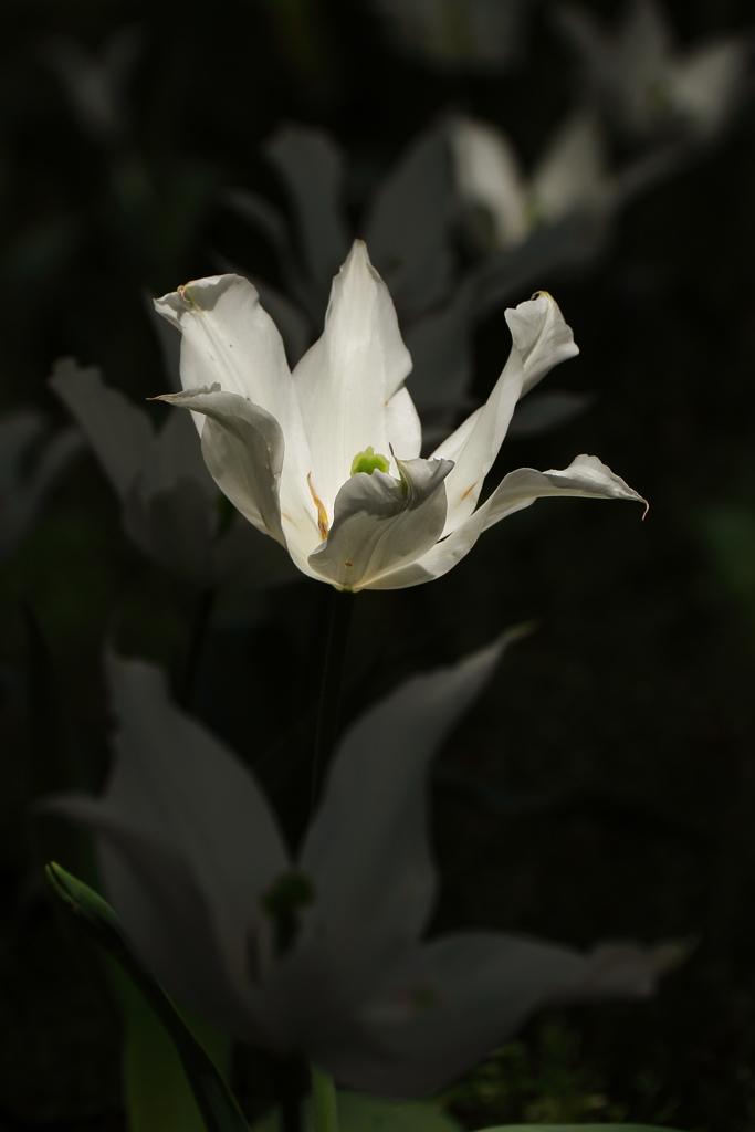 モノトーンな世界