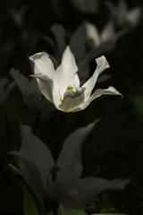 モノトーンな世界