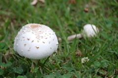 花散歩雨後のキノコ１
