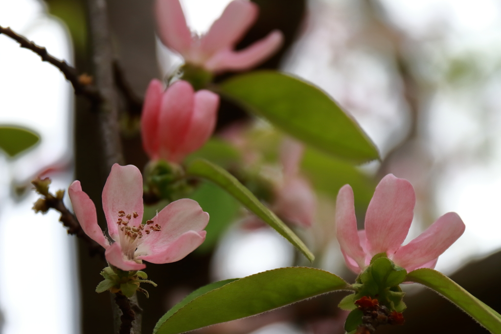 花梨が咲く里山４