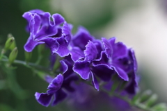 花散歩デュランタ３