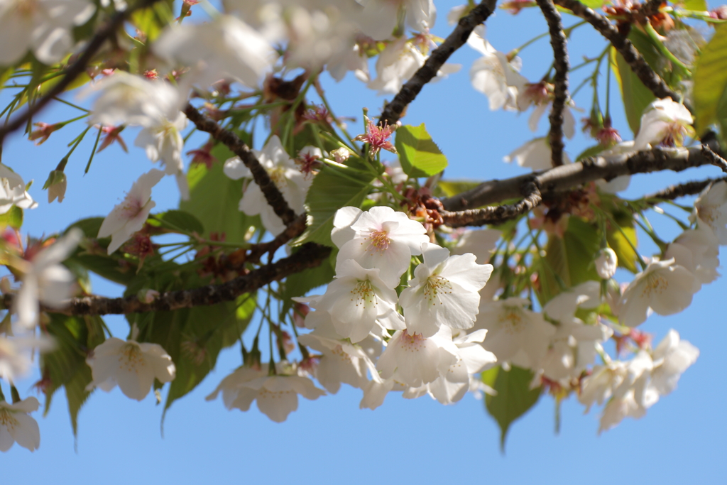 桜咲く頃4