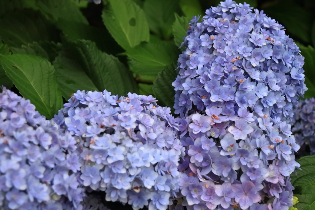 花散歩紫陽花１