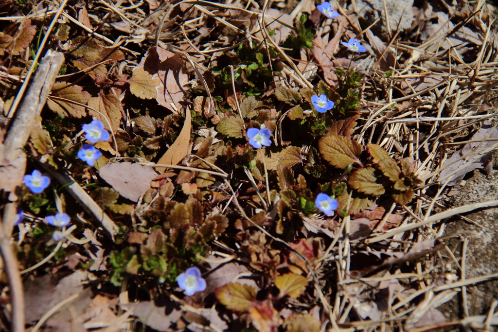 やっと見つけたオオイヌノフグリ１