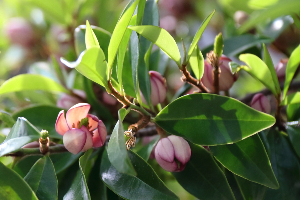 花散歩オガタマ１