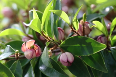 花散歩オガタマ１