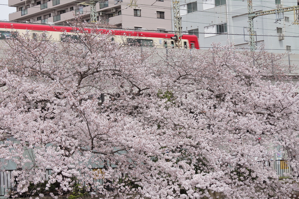 電車と桜の風景２