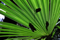 森の影絵第２部