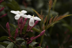 雨中ジャスミン