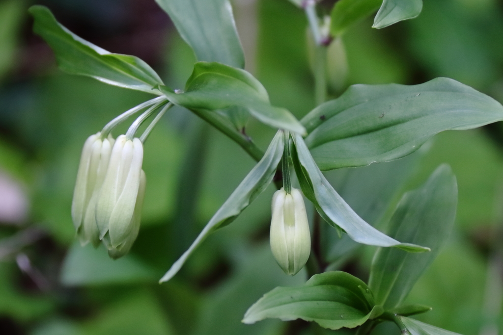 里山の野草ホウチャクソウ２