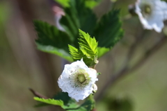 花散歩カジイチゴ２