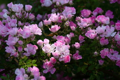 横浜バラ散策１