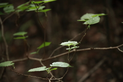 散歩道の若葉達５