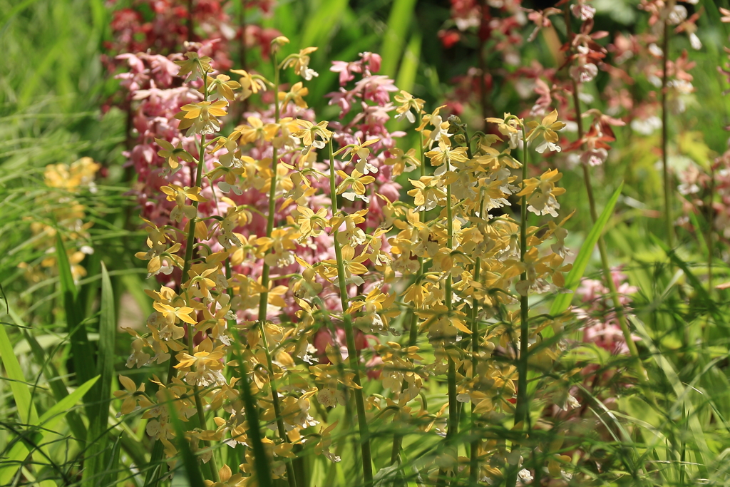 春陽のエビネ５