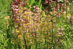 春陽のエビネ５