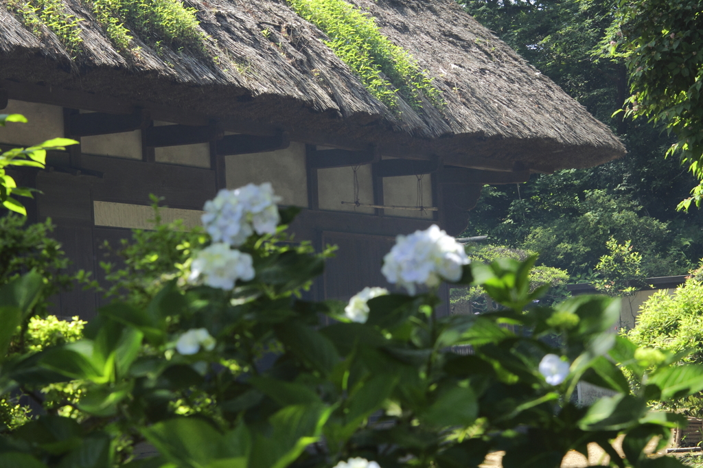 あじさい風景４