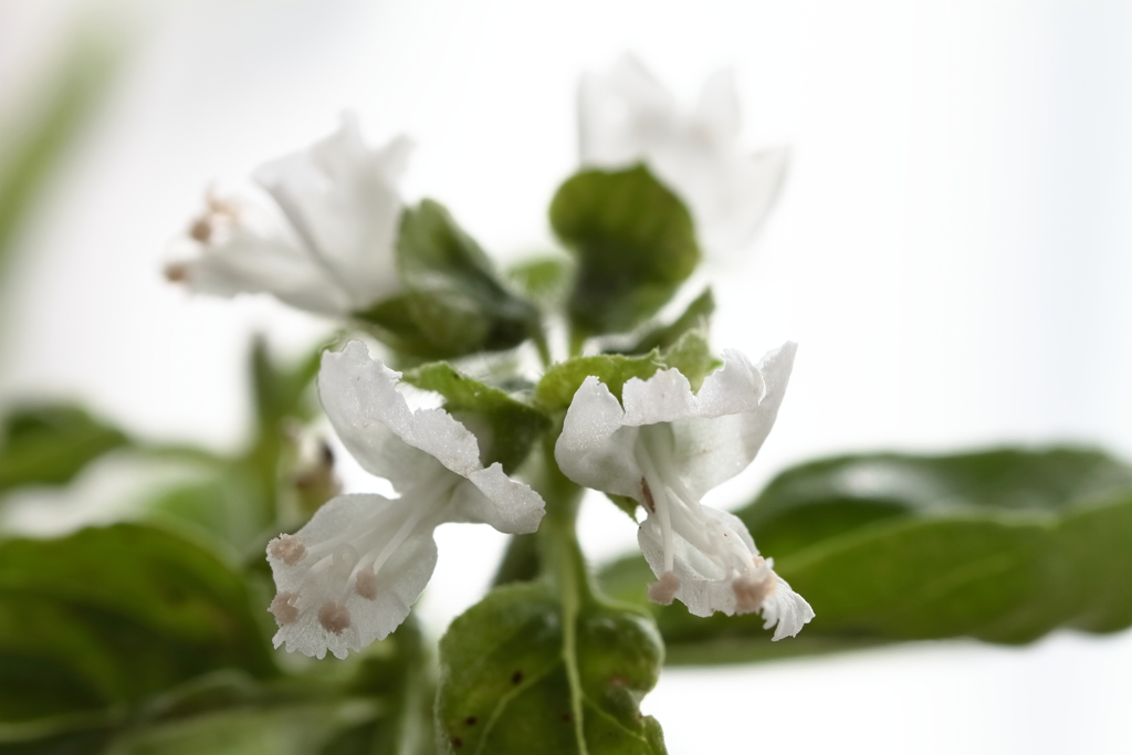 今バジルの花が