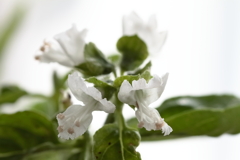 今バジルの花が