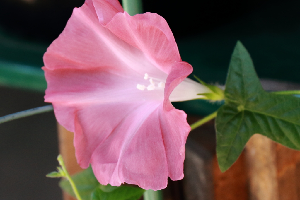 江戸変化朝顔３