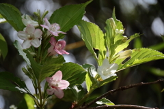 里山散歩ハコネウツギ２