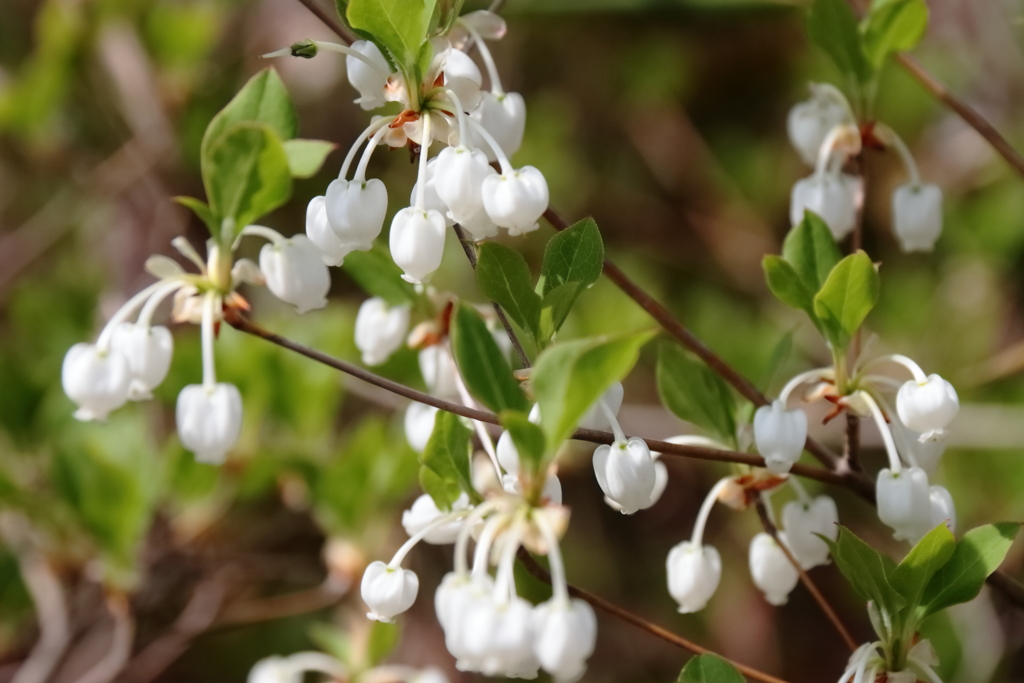散歩道の花達ドウダンツツジ１