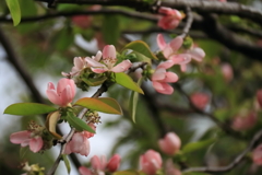 花散歩カリン１