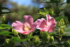 秋の陽浴びる芙蓉１