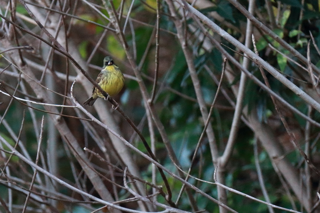 アオジとの遭遇３