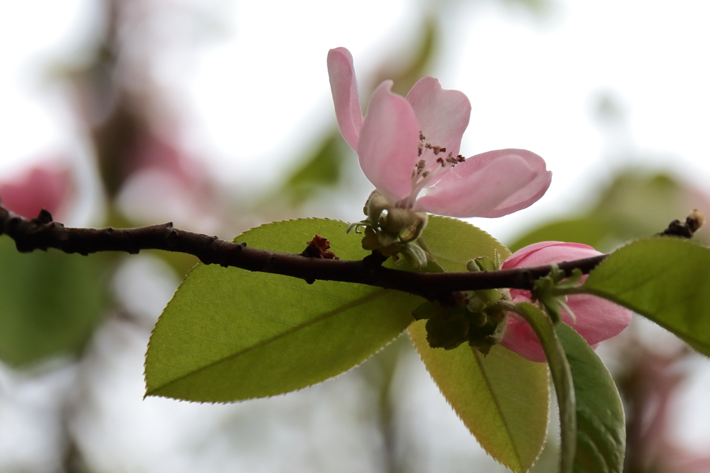 花梨が咲く里山１