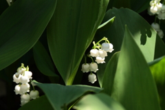 鈴蘭の花影で１