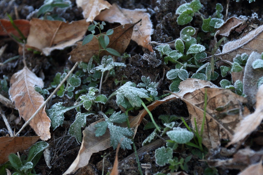 花散歩凍てつく朝１