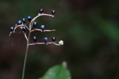 花散歩ヤブミョウガ２