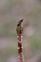 顔を出す木の芽
