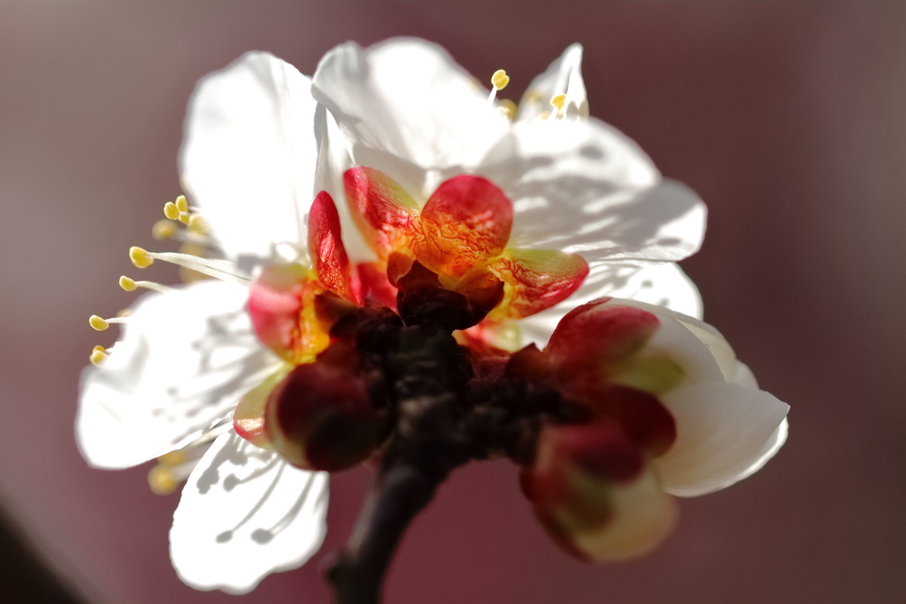 久々のマクロ２