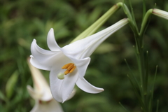 花散歩ユリ１