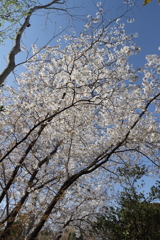花散歩サクラ1