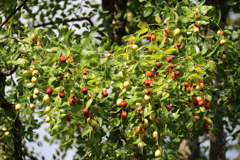 花散歩色づき始めたなつめ
