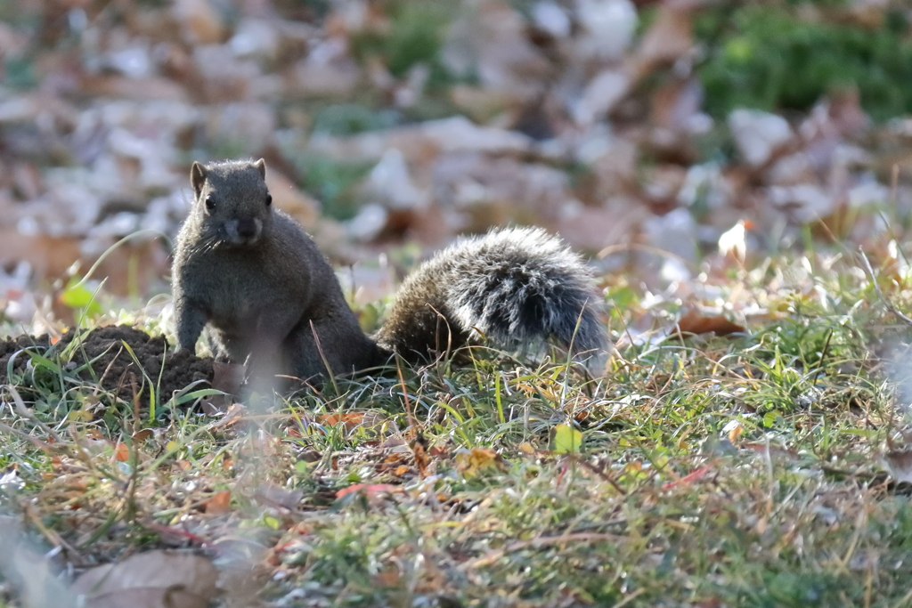 冬眠しないリス２