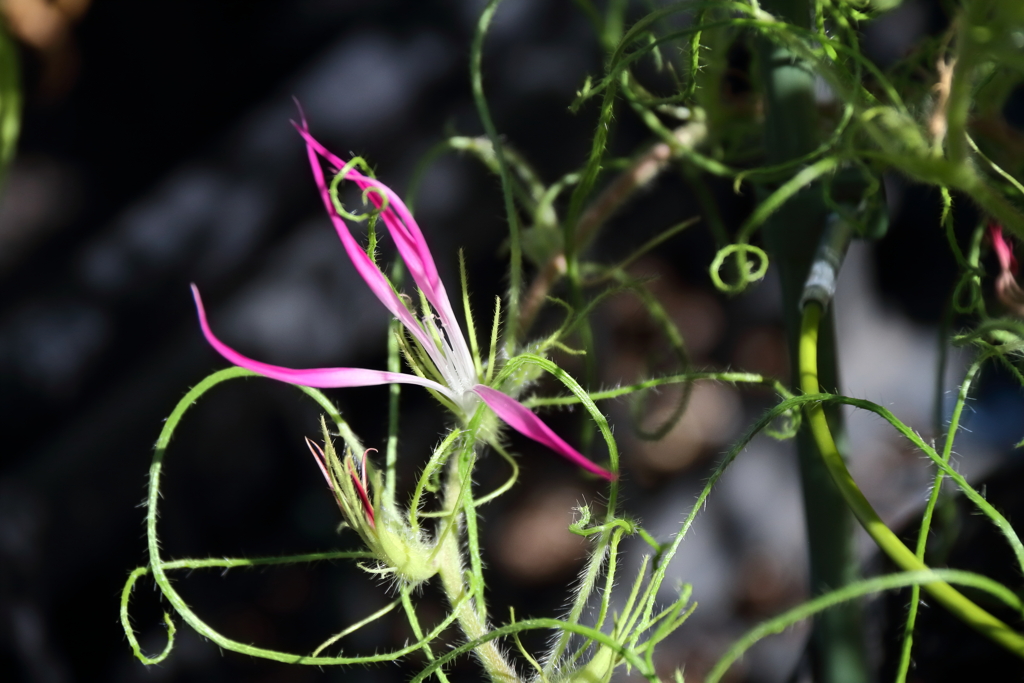 花散歩最後の変化朝顔１