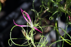 花散歩最後の変化朝顔１