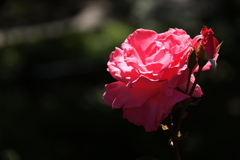 横浜バラ散策３