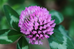 散歩道の野草達23